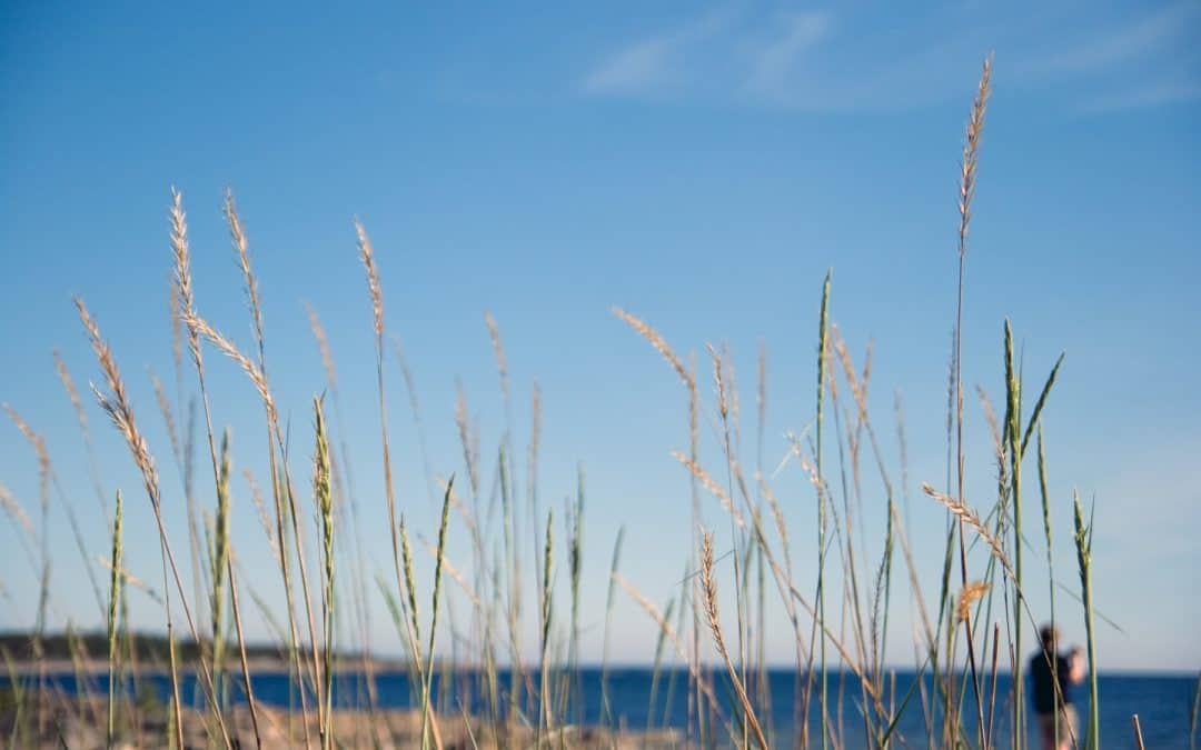 Öppettider i sommar